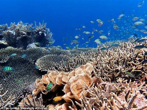 Siren Song Great Barrier Reef Could Be Revived By Playing Sounds Of