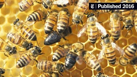 Scientists Find Genes That Let These Bees Reproduce Without Males The