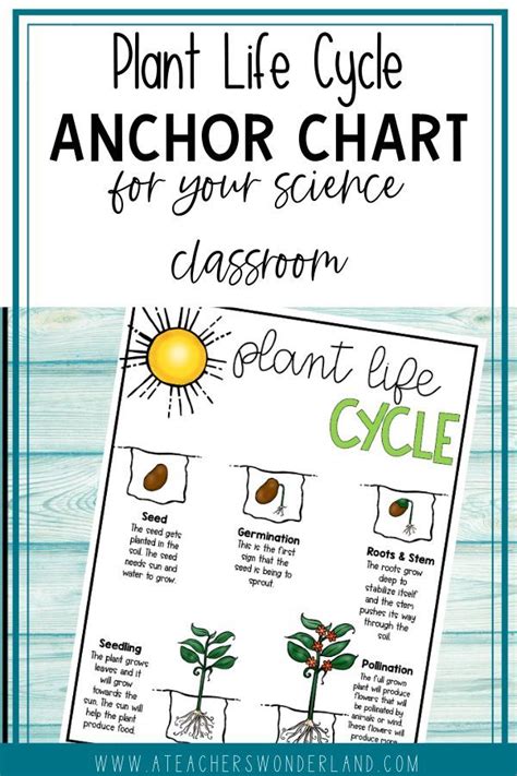 Plant Life Cycle Anchor Chart