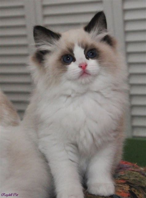 Ragdoll Cat Bicolor Ragdoll Cat Seal Point Ragdoll Cat Bicolor White