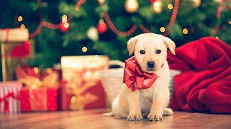 Consejos Para Regalar Mascotas En Navidad Hogarmania