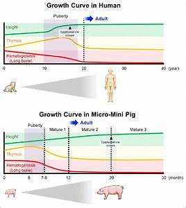 Comparison Of The Growth In Human And Micro Mini Pig The Growth