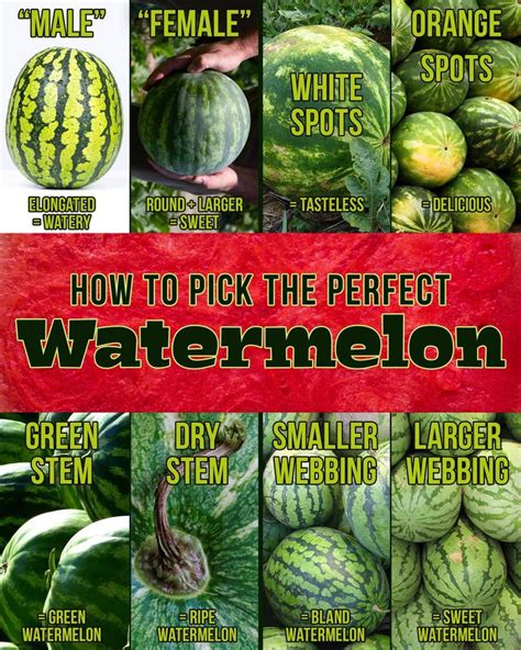 How to tell if a watermelon is ripe. How to pick the perfect watermelon | Watermelon, Picking ...