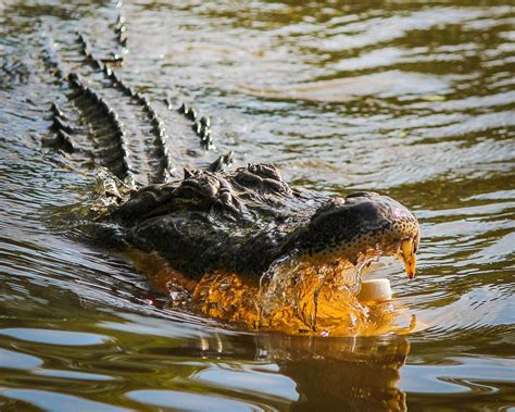 Crocodile On Water Opening Mouth · Free Stock Photo