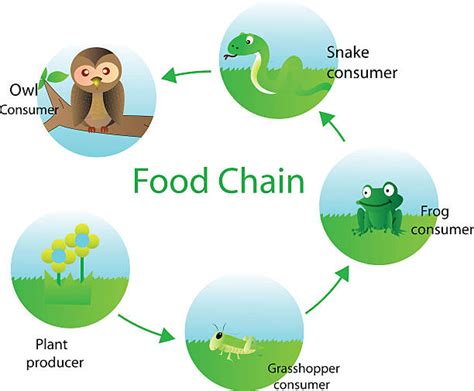 Food Chain Example In Lion King Cardinvitationjui