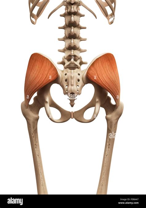 Human Muscles Gluteus Medius Illustration Stock Photo Alamy