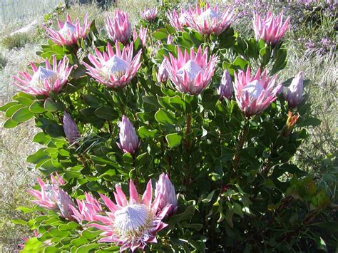 Pink King Proteas Pink King Protea And Lavender Spring Summer Floral