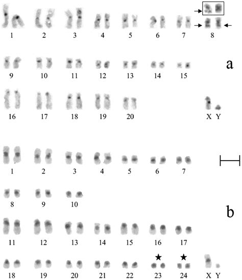The Chromosomes Of Tsing Ling Pika Ochotona Huangensis Matschie 1908