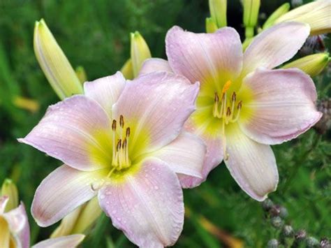 Catherine Woodbury Daylily With Images Day Lilies Pretty Flowers