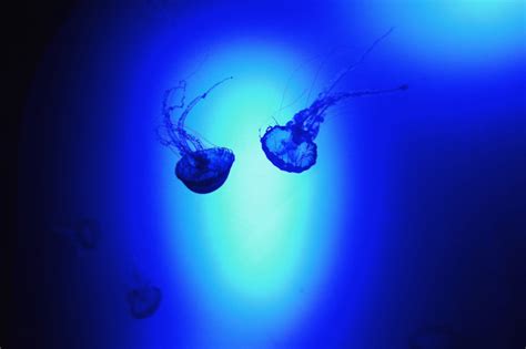 Free Images Biology Jellyfish Blue Invertebrate Outer Space