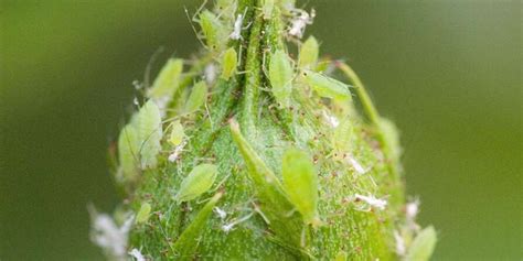 How To Get Rid Of Aphids In Your Garden Before They Damage Your Plants