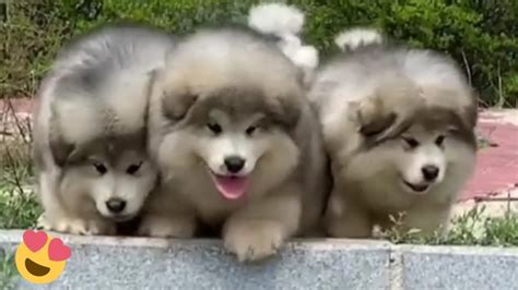 Baby Alaskan Malamute Puppies Running😍funny And Cute