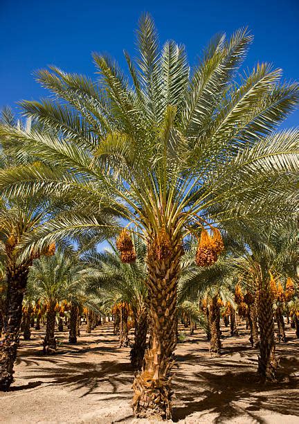 Date Palm Tree Pictures Images And Stock Photos Istock