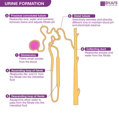 Urine Formation Mechanism Of Urine Formation And Osmoregulation