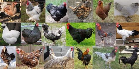 18 Tips On Raising Backyard Chickens Beginners Guide