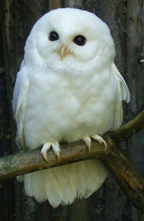 Sign In Cute Animals Owl Animals Beautiful