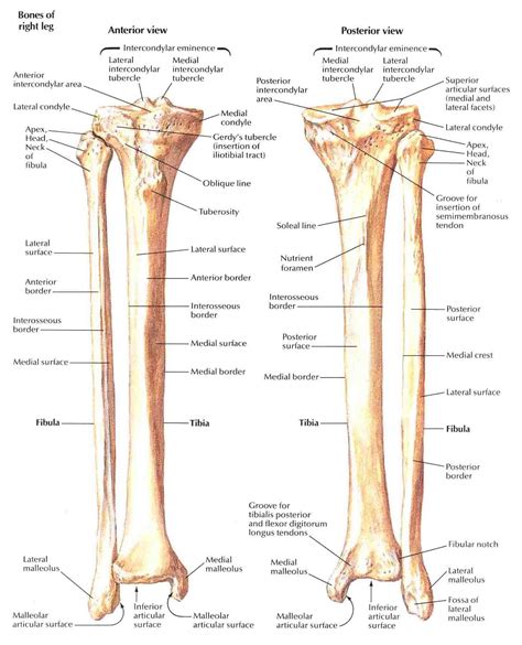 Tibia And Fibula 1 Human Anatomy And Physiology Medical Anatomy