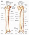 Tibia and Fibula (1) in 2023 | Anatomy bones, Human anatomy and ...