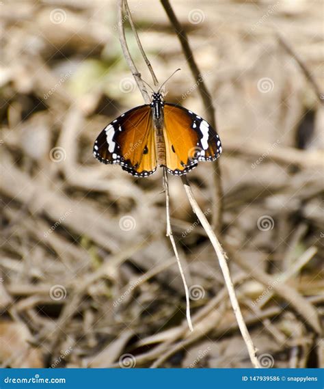 Farfalla Normale Della Tigre Fotografia Stock Immagine Di Africano