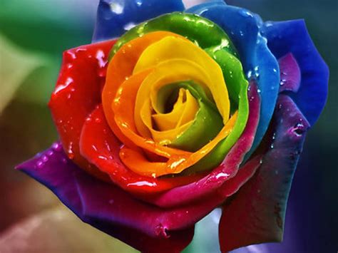 Rainbow Roses Wallpapers Wallpaper Cave