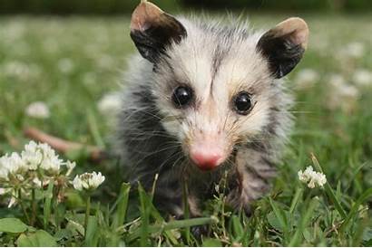 Opossum Opossums Animals Animal Virginia Possum Wild