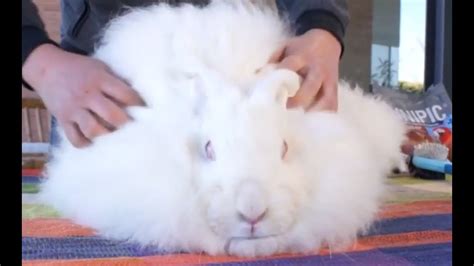 CONEJOS El conejo más peludo del mundo YouTube