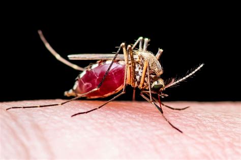 Mosquitoes And Mosquito Borne Diseases