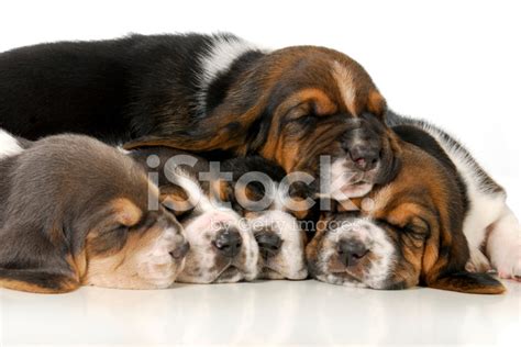 Don't you just wanna hug them all? Pile of Puppies Stock Photos - FreeImages.com