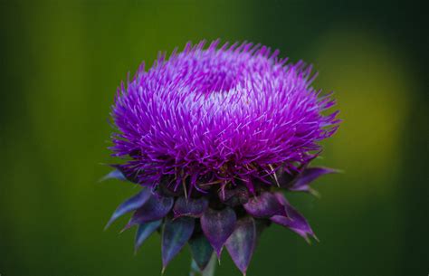 Health Benefits Of Milk Thistle Consciously Natural