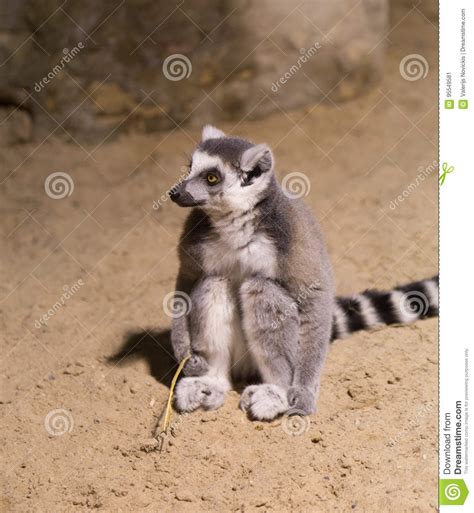 Lemur Funny Animal Mammal Madagascar Stock Image Image Of Pets