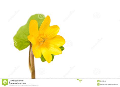 Yellow Spring Flower Isolated Stock Photo Image Of Bouquet Flores
