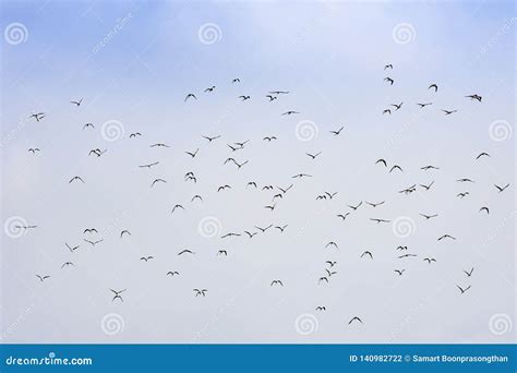Flocks Of Birds Flying In The Sky Stock Photo Image Of Cloudscape