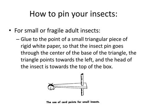 Ppt Guide To Pinning Insects Powerpoint Presentation Free Download