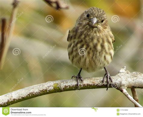 Cute Female House Finch Looking While Perched On A Branch Stock Photo