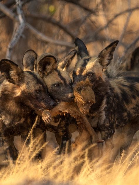 Do African Wild Dogs Eat Baboons