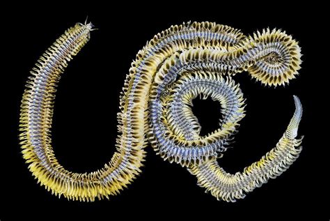 Polychaete Marine Worm Photograph By Alexander Semenov Fine Art America