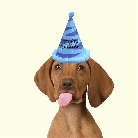 Dog Hungarian Vizsla Puppy Wearing A Birthday Party Hat 24519082