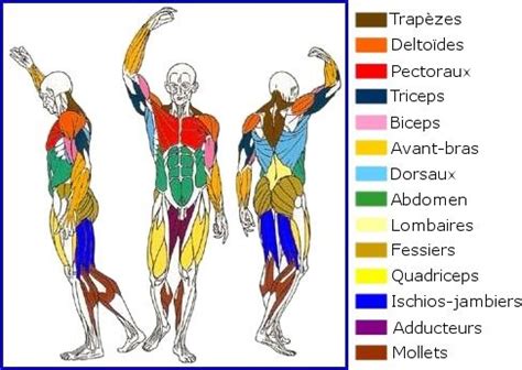 Comment Faire De La Musculation La Maison Corps Muscl Muscles Corps Humain Et Anatomie