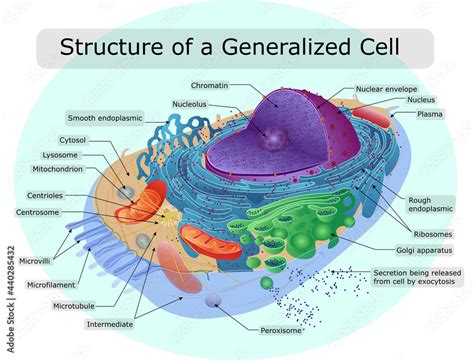 The Structure Of The Human Cell Stock Vektorgrafik Adobe Stock