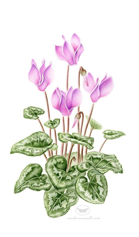 Scientific Illustration Sarah Oconnell Pink Cyclamen Completed With