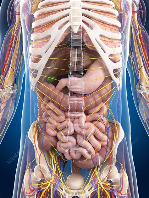 Male Anatomy Artwork Stock Image F0068413 Science Photo Library
