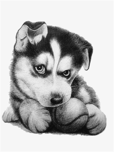 Download High Quality Puppy Clipart Husky Transparent Png