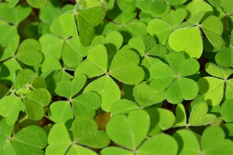 Free Images Leaf Flower Green Herb Clover Lucky Shamrock Irish