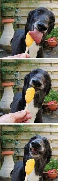 I Has A Hotdog Funny Dog Pictures Dog Memes Puppy Pictures