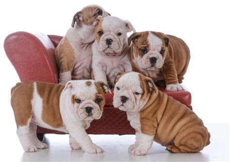 Litter Of Bulldog Puppies Stock Photo Image Of Purebred 96645856