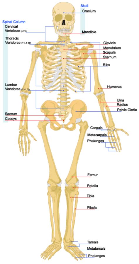 The Skeletal System ‹ Opencurriculum
