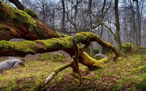 Dry Mossy Wood Forest Scenery Hd Wallpaper Preview