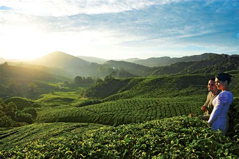 4 nights/5 days package included: 3D2N Cameron Highlands Package - Tour East Group