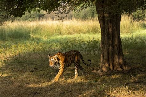 Wild Female Royal Bengal Tiger Walking In Natural Light And Shadow At