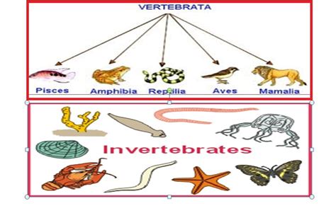 Hewan Vertebrata Dan Avertebrata Klasifikasi Dan Contohnya Sexiz Pix